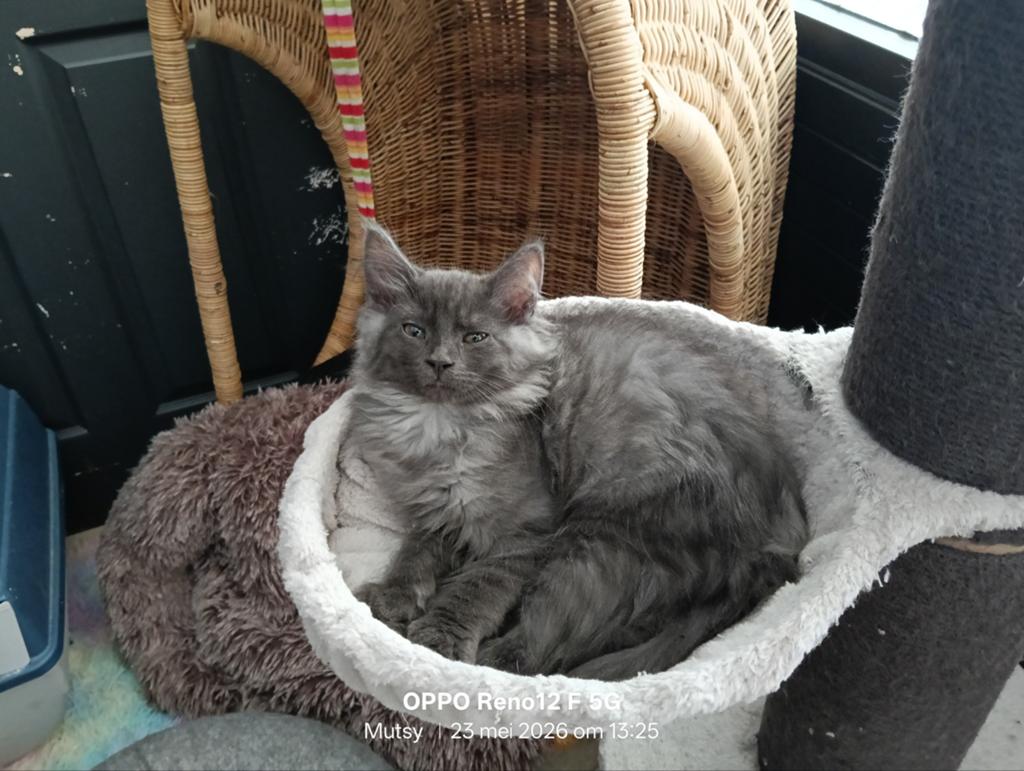Maine Coon kittens nog twee katertjes  beschikbaar, Dieren en Toebehoren, Katten en Kittens | Raskatten | Langhaar, Meerdere dieren