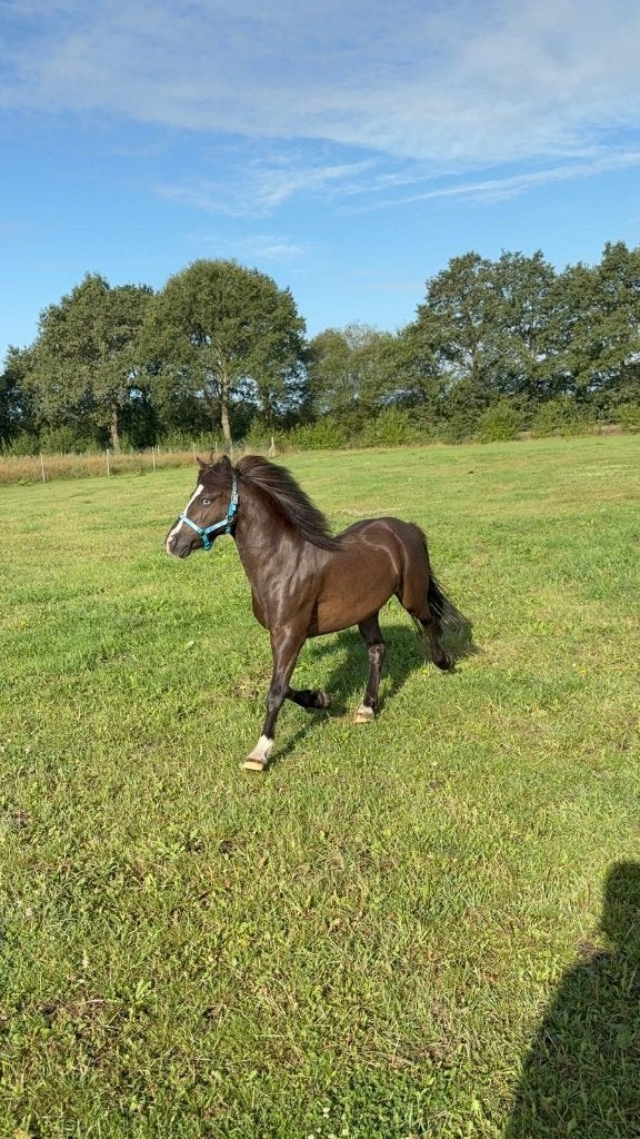 Te koop wegens mismatch: Dartmoor- Welsh kruising Jack, Ruin, Zadelmak, Ontwormd, 7 tot 10 jaar
