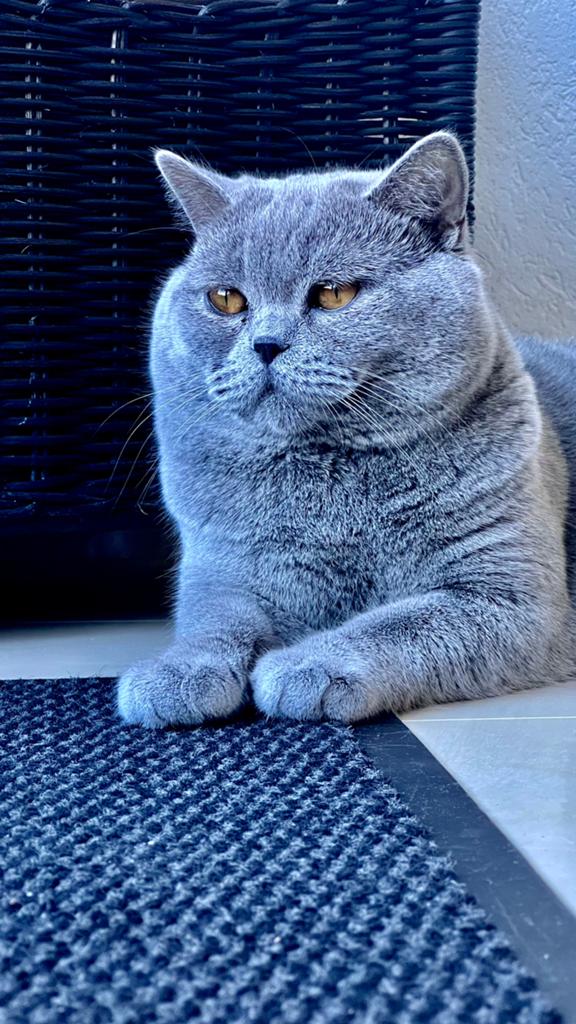 Britse Korthaar dekkater beschikbaar- Gezond en selectief, Kater, Gechipt, 0 tot 2 jaar