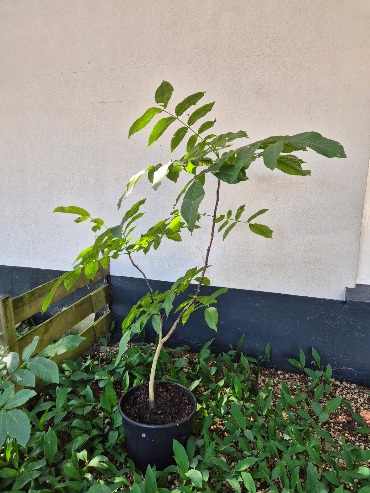 Walnootboom (Juglans regia) in pot, Lente, 100 tot 250 cm, Volle zon, In pot