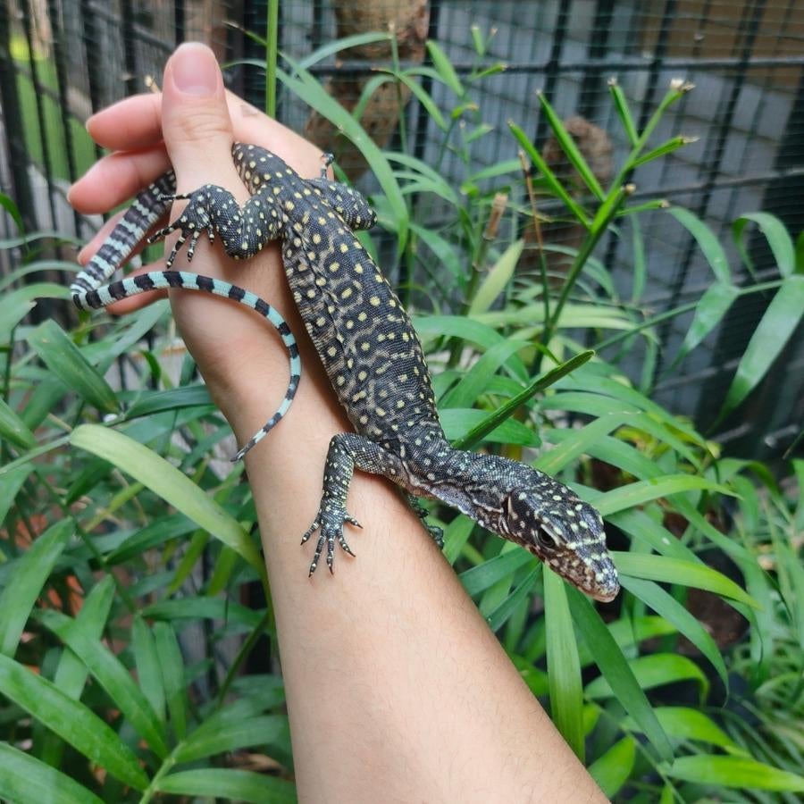 Varanus doreanus  Varan à queue bleue pastel Monitor Lizard - unknown for sale from reptile900