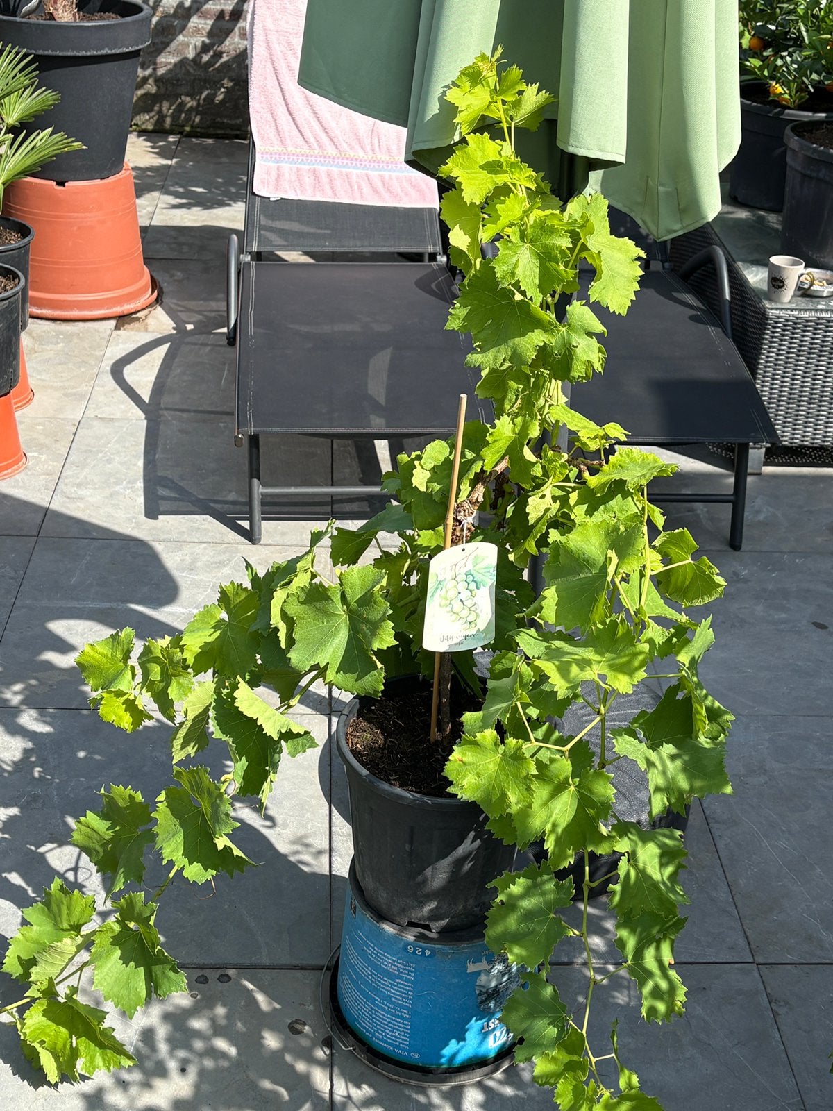 Laatste stuks prachtige witte druiven planten in pot!!, Ophalen, Minder dan 100 cm, Lente, Overige soorten