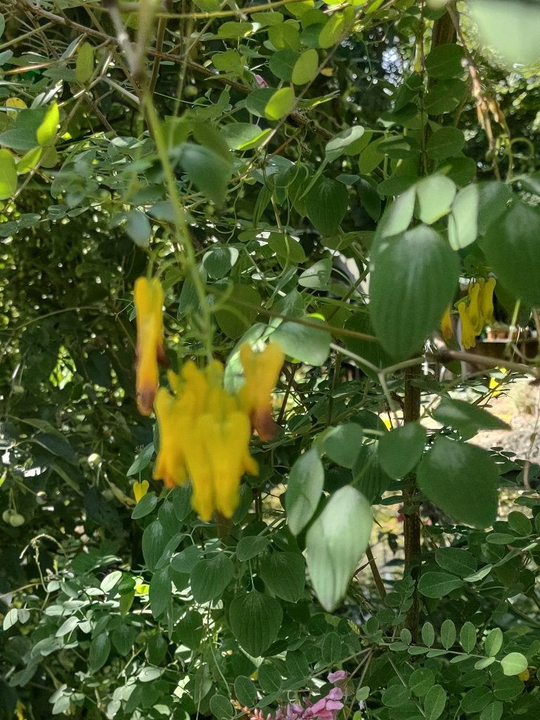 Klimmende dicentra., Ophalen, Volle zon, Vaste plant, Klimplanten