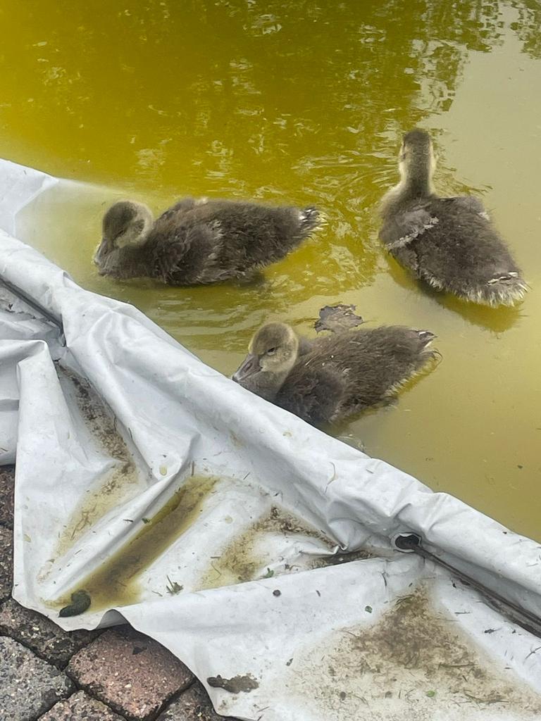 Ganzen kuikens 4 a 5 weken oud, Dieren en Toebehoren, Pluimvee, Geslacht onbekend, Gans of Zwaan