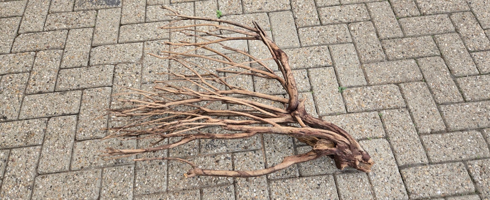 aquarium hout., Dieren en Toebehoren, Ophalen, Plant(en), Steen of Hout