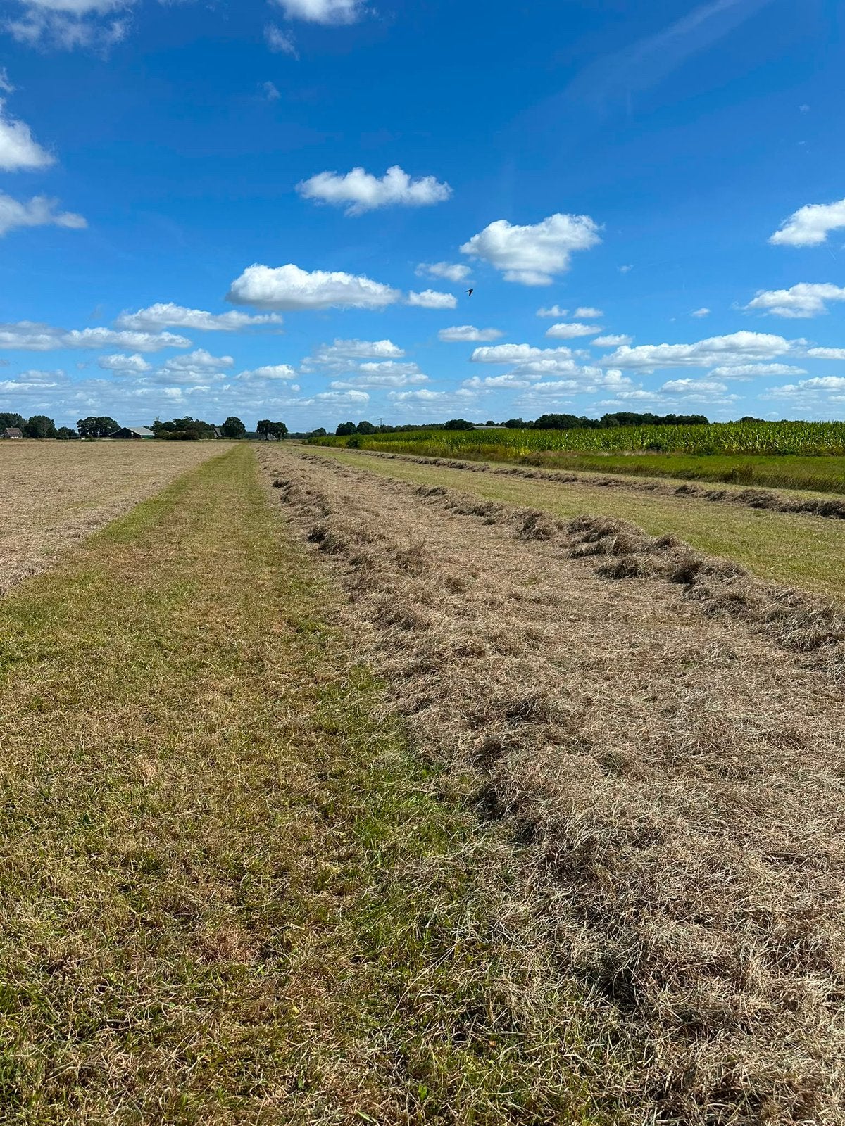 Hooi te koop, Dieren en Toebehoren, Stalling en Weidegang