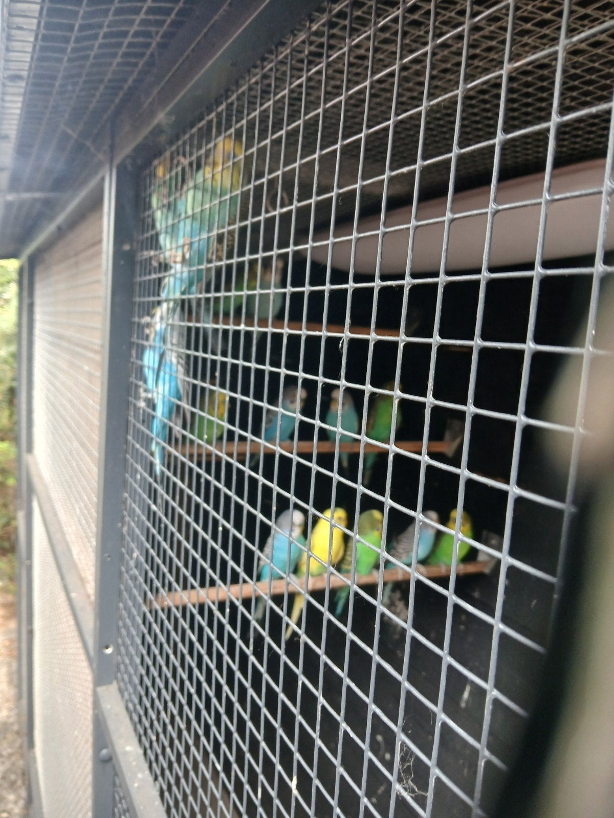 14 parkieten en 14 kanaries uit volière, Meerdere dieren, Parkiet