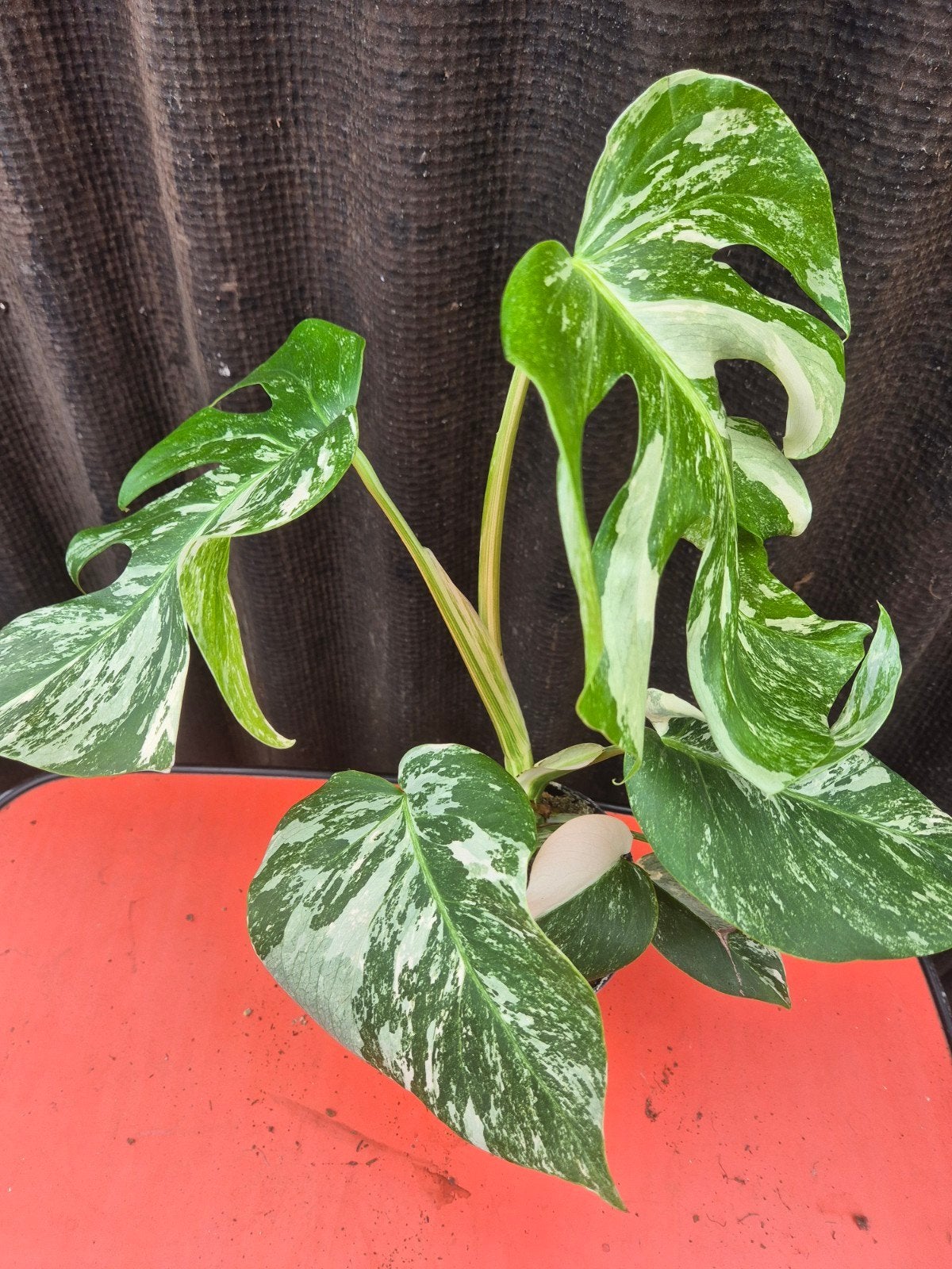 Monstera Deliciosa Variegata p12 (16), Ophalen of Verzenden, Halfschaduw, Minder dan 100 cm