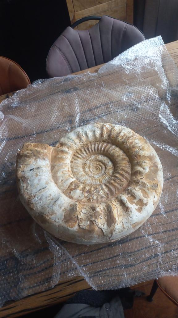 Zeer grote ammoniet, Verzamelen, Mineralen en Fossielen, Ophalen