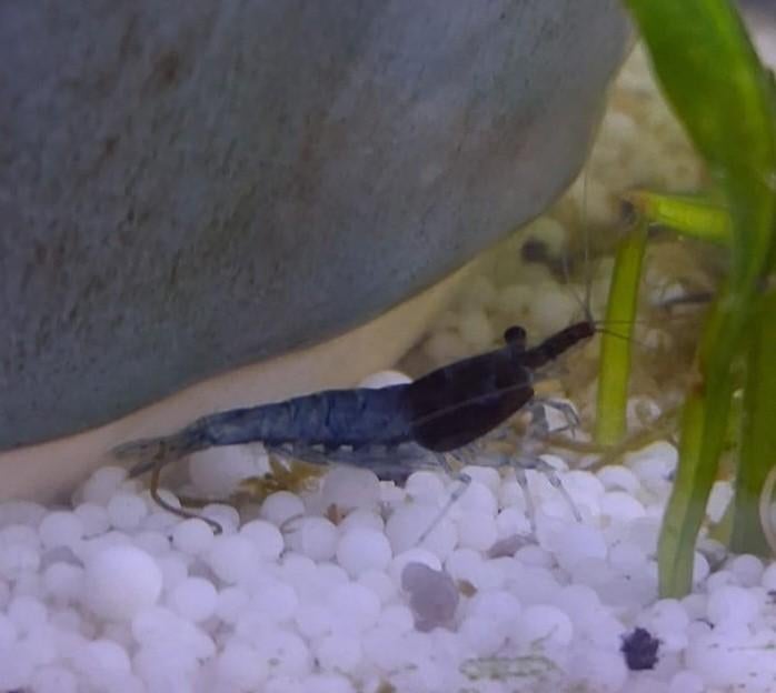 Blauwe garnalen, Dieren en Toebehoren, Vissen | Aquariumvissen, Kreeft, Krab of Garnaal