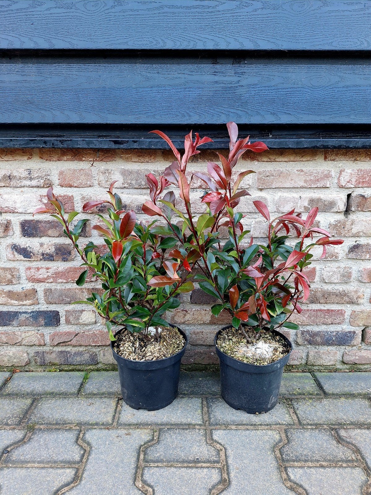 Photinia Fraseri Carré "Rouge"🌿🍁 (glansmispel), Ophalen, Overige soorten, Minder dan 100 cm