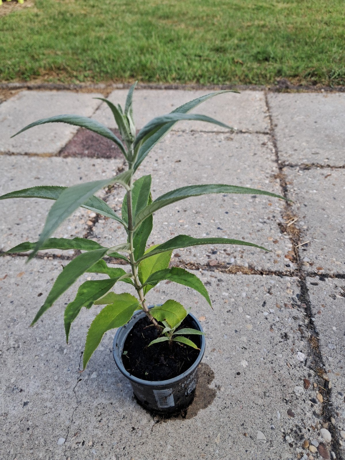 Jonge Vlinderstruik (Buddleja davidii) in pot, Overige soorten, Volle zon, Vaste plant, Ophalen of Verzenden
