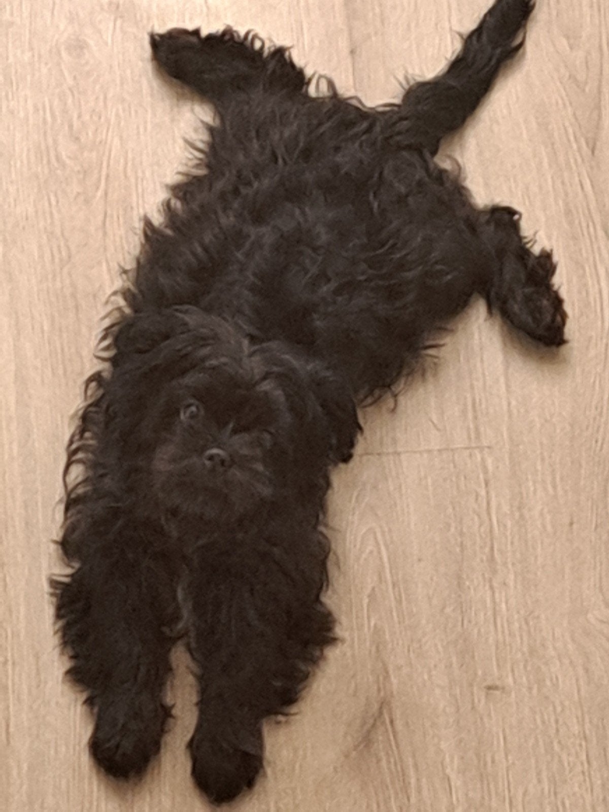 Maltipoo puppy 7mnd, Dieren en Toebehoren, Honden | Chihuahua's en Gezelschapshonden, Teef, Maltezer, Particulier, Eén hond, Nederland
