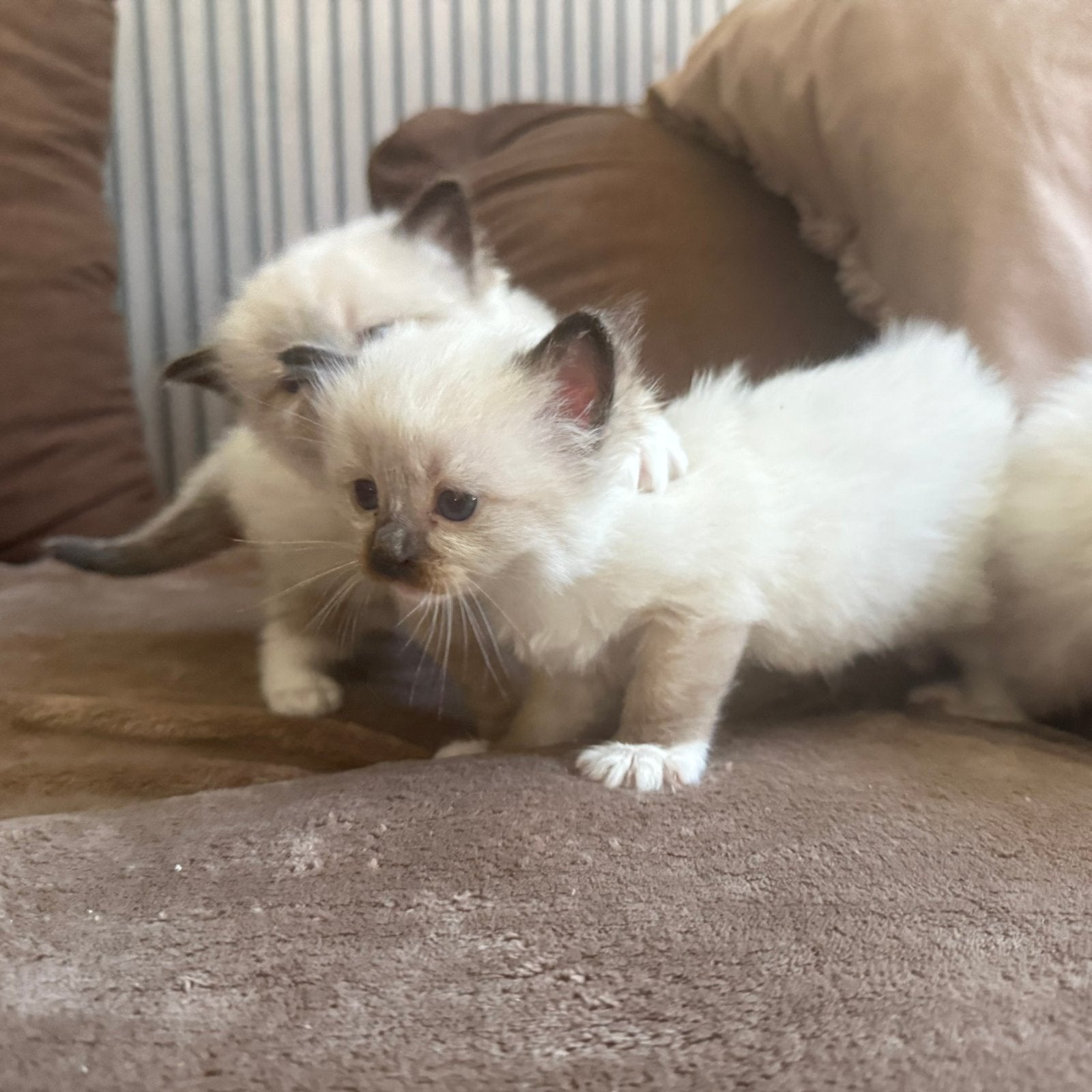 Ragdoll kittens, Meerdere dieren, Met stamboom