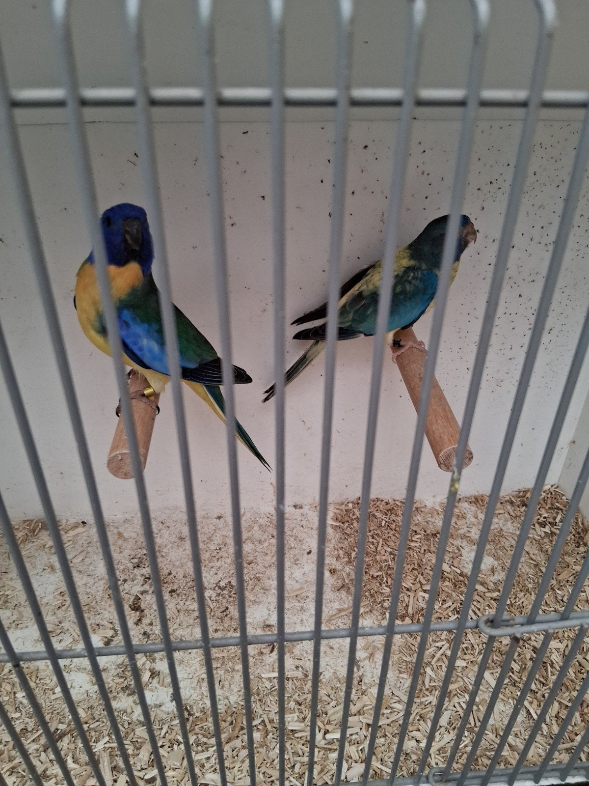 Koppel splendits, Dieren en Toebehoren, Meerdere dieren, Parkiet, Geringd