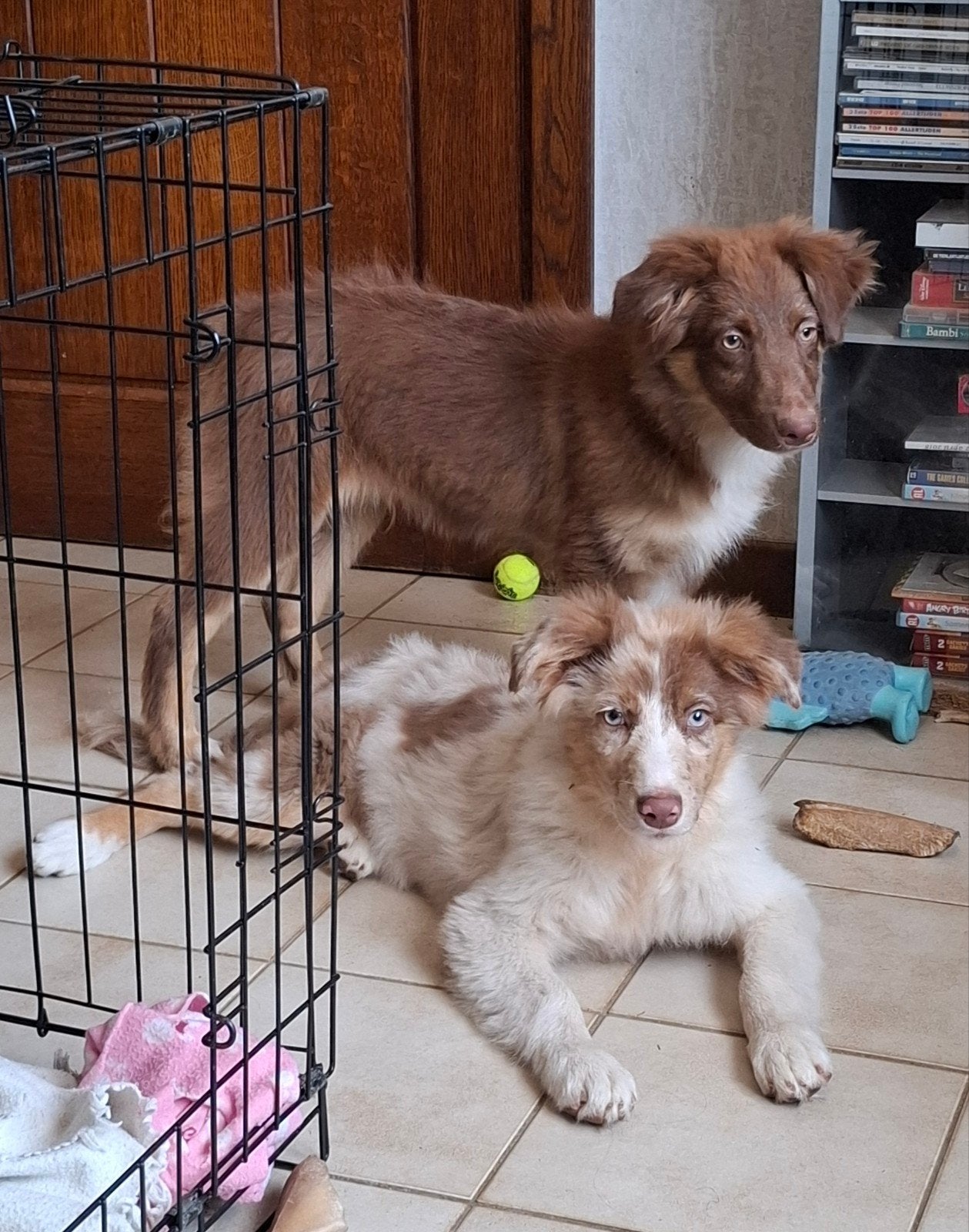 Tri-choc en chocomerle Australische Herder pups op boerderij, België, 15 weken tot 1 jaar, Reu, Meerdere