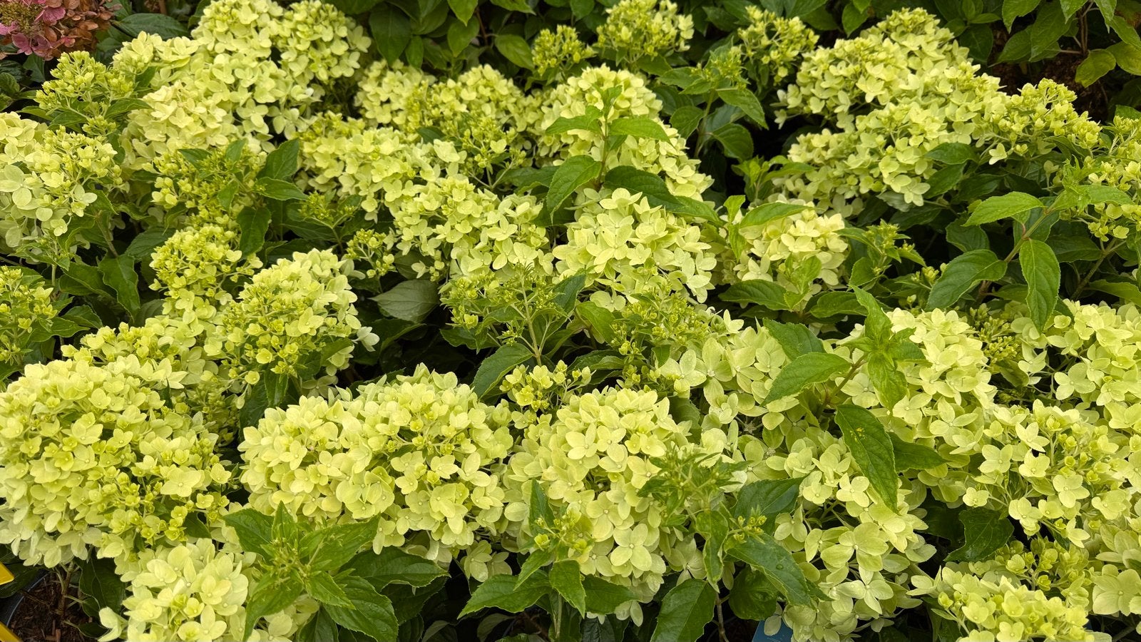 Dwerg Pluimhortensia Littlelights - 50 cm hoog, Vaste plant, Halfschaduw, Zomer, Ophalen