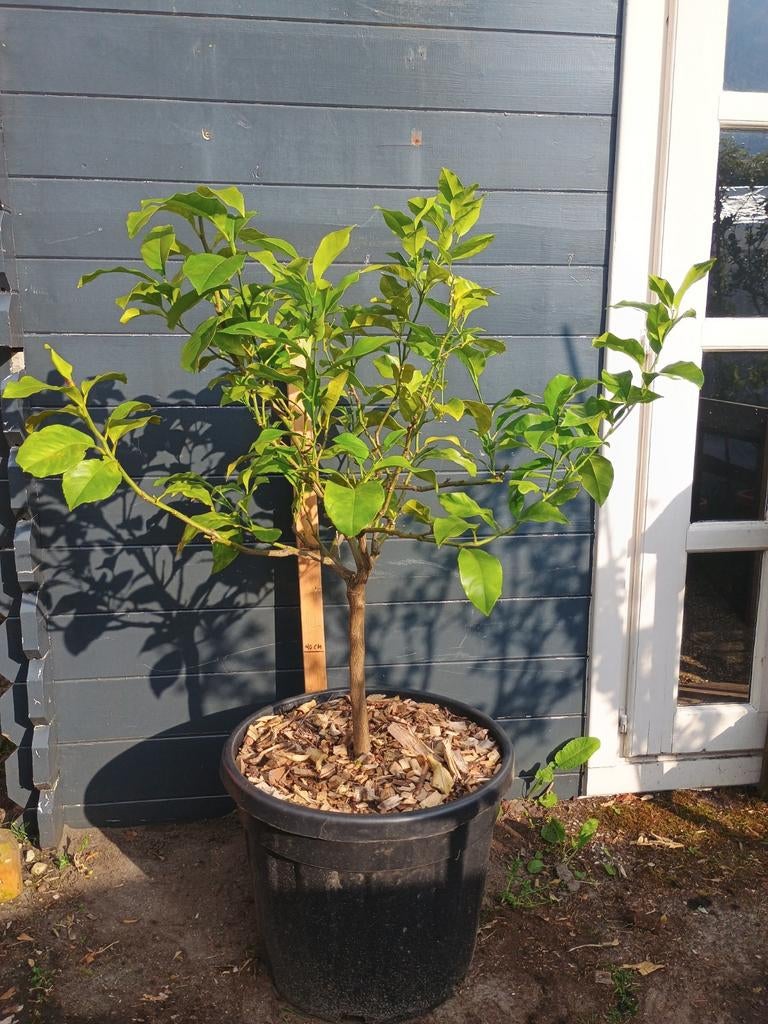 Citroenboom 1.20m hoog in pot, Tuin en Terras, Planten | Fruitbomen, Ophalen, Lente, In pot, Citroenboom