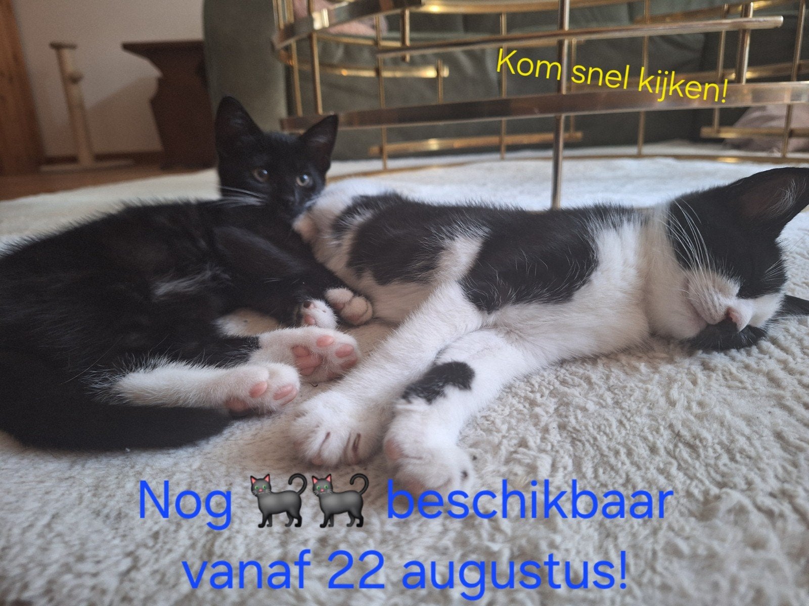 2 lieve, speelse, zindelijke kittens (v), Poes, Kortharig, 0 tot 2 jaar
