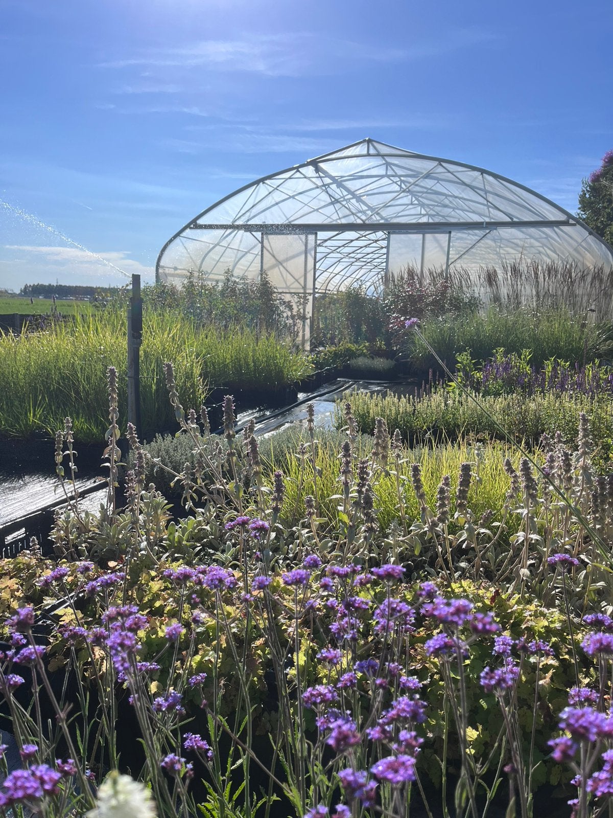 Tuinplanten/Geldermalsen/Scherpe prijzen/ ZATERDAG GEOPEND, Ophalen of Verzenden, Vaste plant