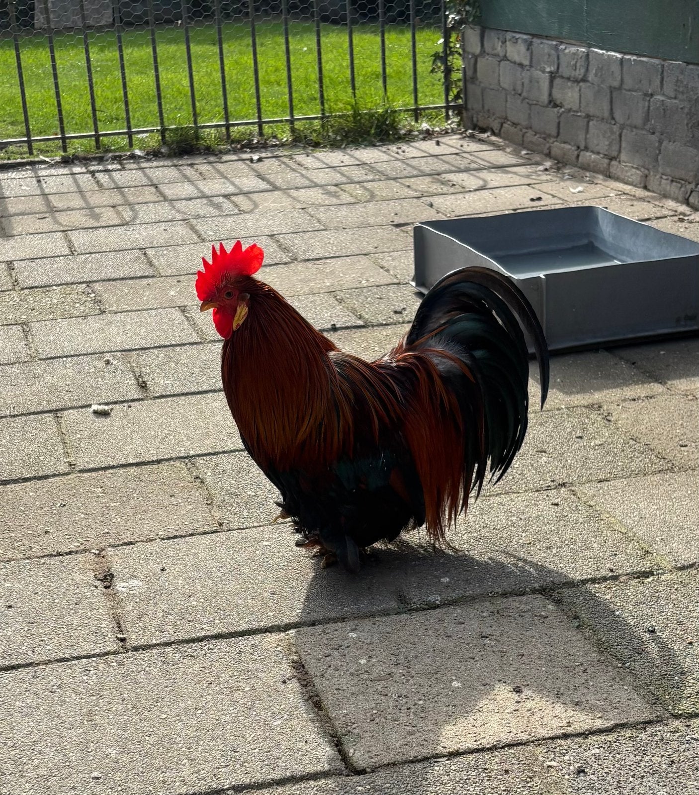 Mooi Haantje