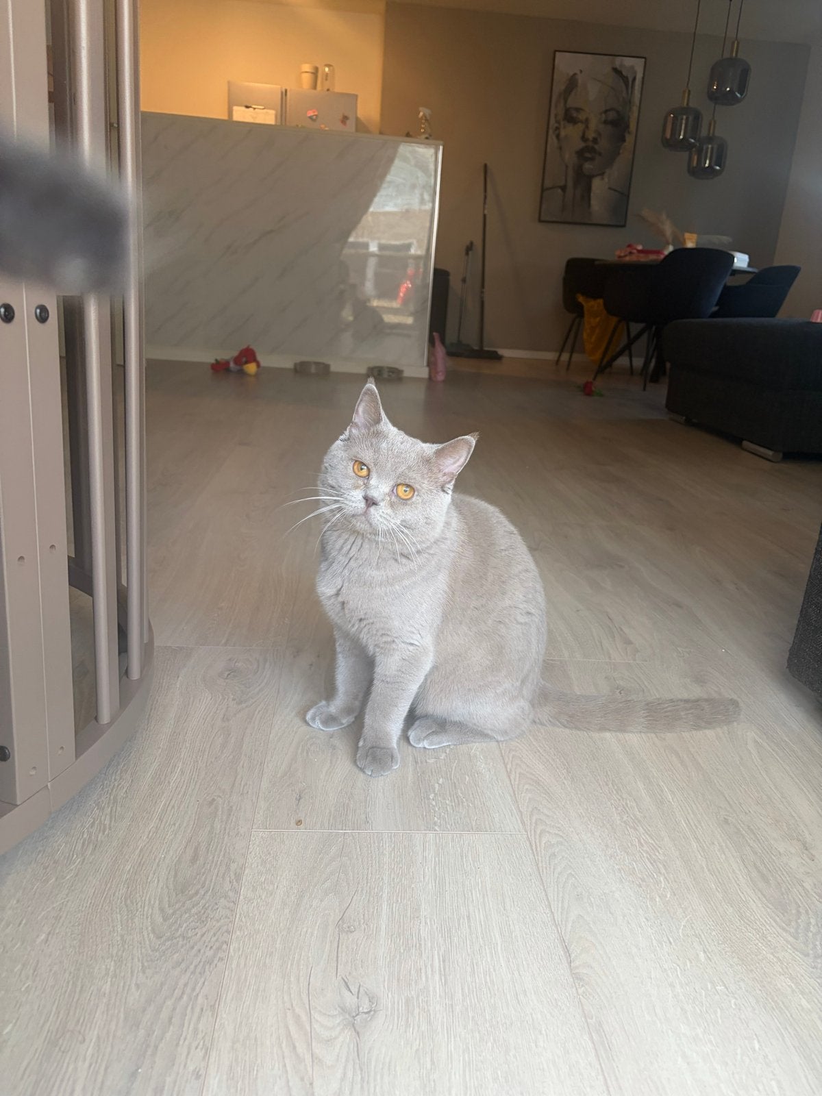 Lieve Britse Korthaar kater zoekt een nieuw thuis!, Dieren en Toebehoren, Kater