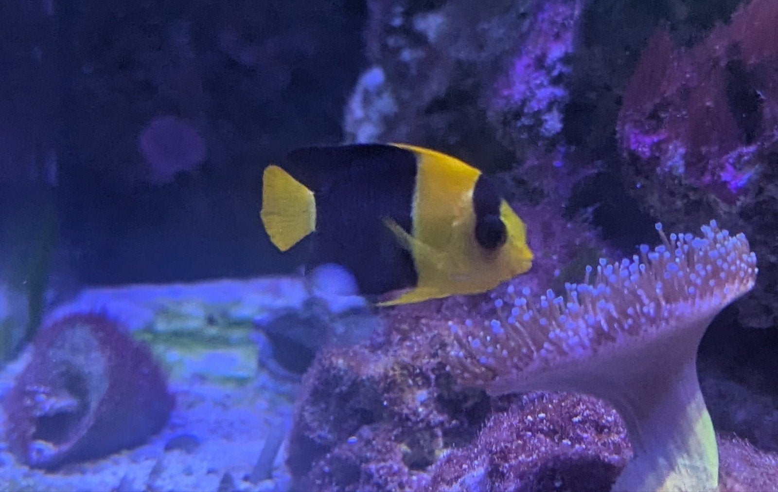 Tweekleur dwergkeizervis, Dieren en Toebehoren, Vissen | Aquariumvissen, Vis