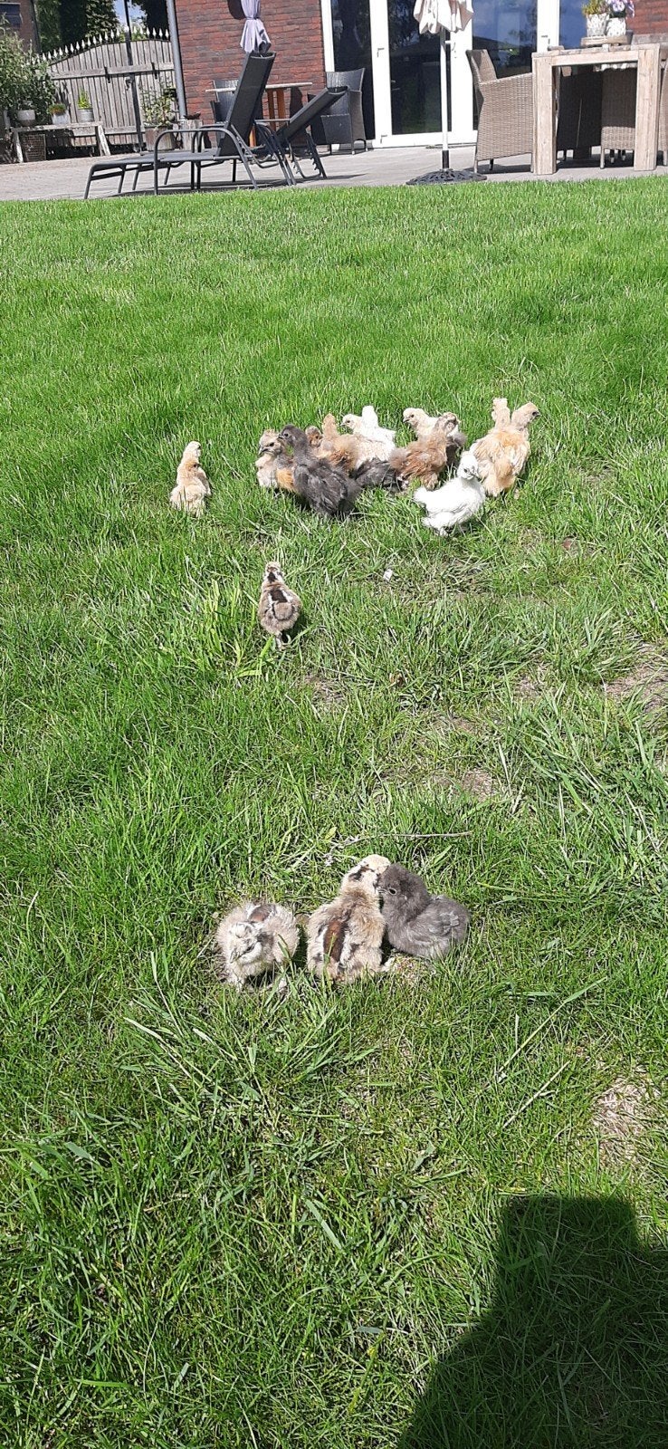 Te koop zijdehoen kuikens USA, Dieren en Toebehoren, Geslacht onbekend, Kip