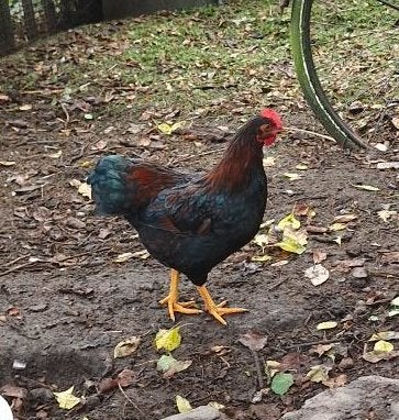 Dieren, Ophalen, Nieuw, Pluimvee