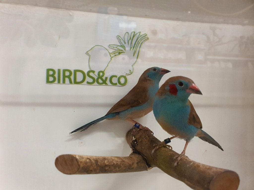 Koppel Blauwfazanten beschikbaar, Meerdere dieren, Tropenvogel
