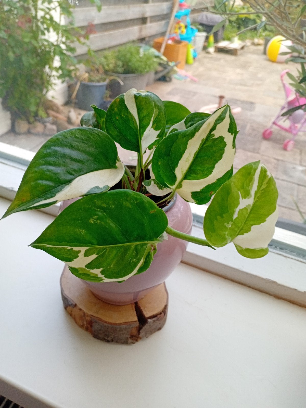 Prachtige Epipremnum N'Joy - Ideale Kamerplant, Ophalen, Overige soorten, Halfschaduw, In pot
