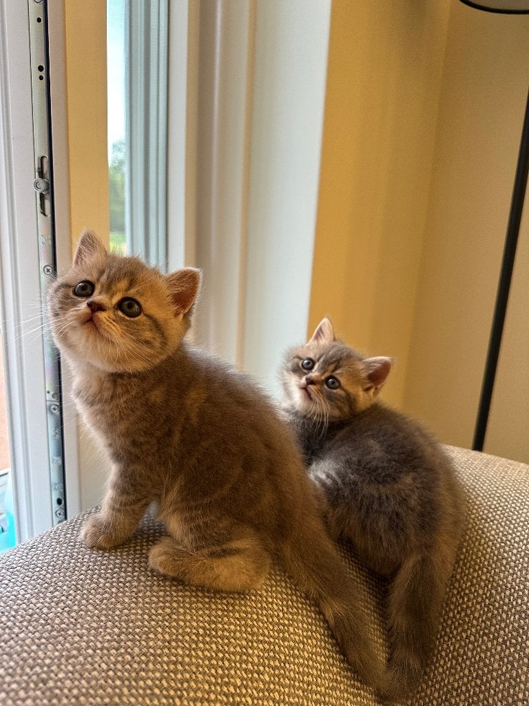 Kittens Pers x Brits, Dieren en Toebehoren, Katten en Kittens | Raskatten | Langhaar, Meerdere dieren, Ingeënt, 0 tot 2 jaar