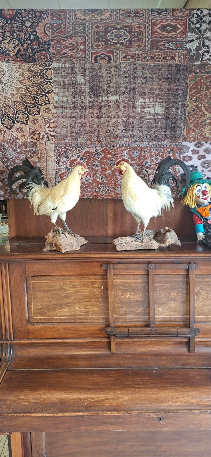 2 ogezette hanen ,Taxidermie, Ophalen of Verzenden
