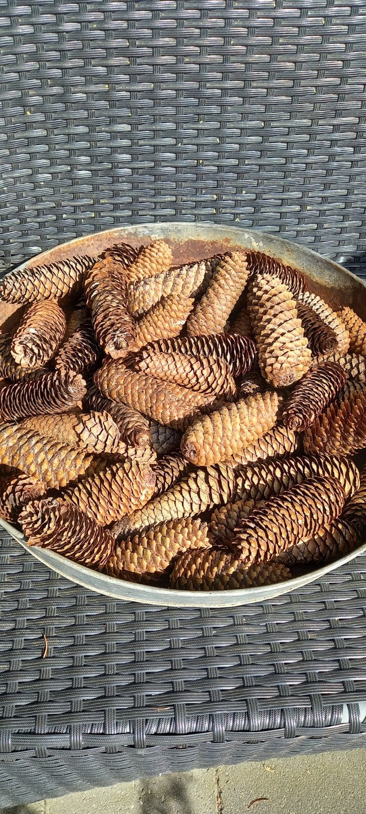 Lange fijnspar dennenappels uit Drenthe. < 100 >, Ophalen of Verzenden, Nieuw