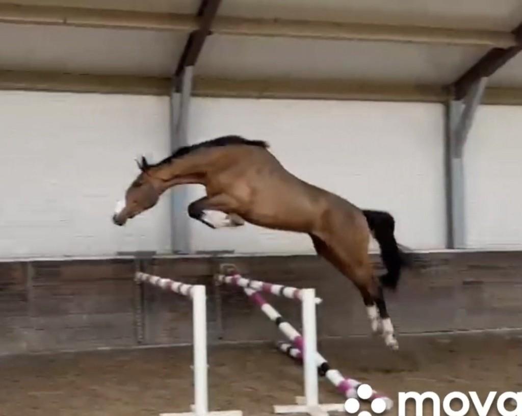 " Django " 3 jr springer *2 halfbroers 1m50 en 1m40 niveau*, Dieren en Toebehoren, Paarden, Springpaard, Met stamboom, Ruin, Onbeleerd