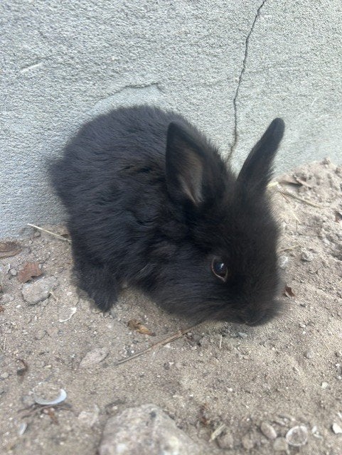 lionlop konijntje, Mannelijk, Klein, 0 tot 2 jaar