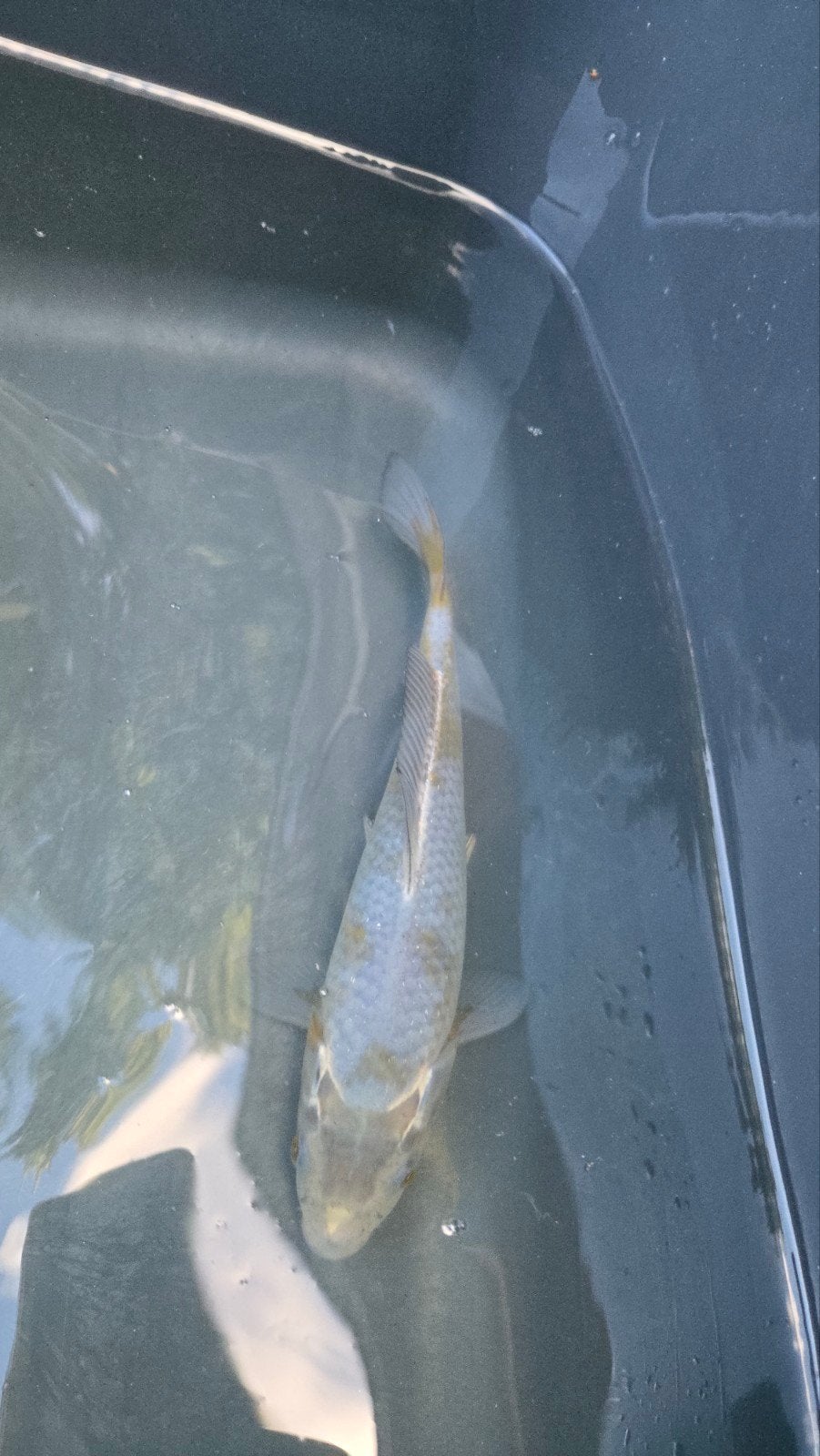 ochiba 25 cm, Karper of Koi