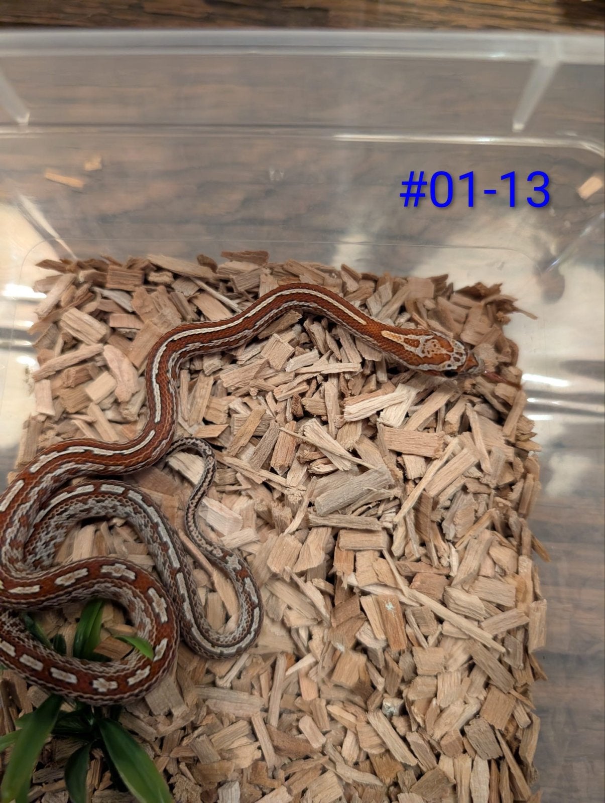 Jonge Classic Rattenslangen het Palmetto Rat Snake photo 6