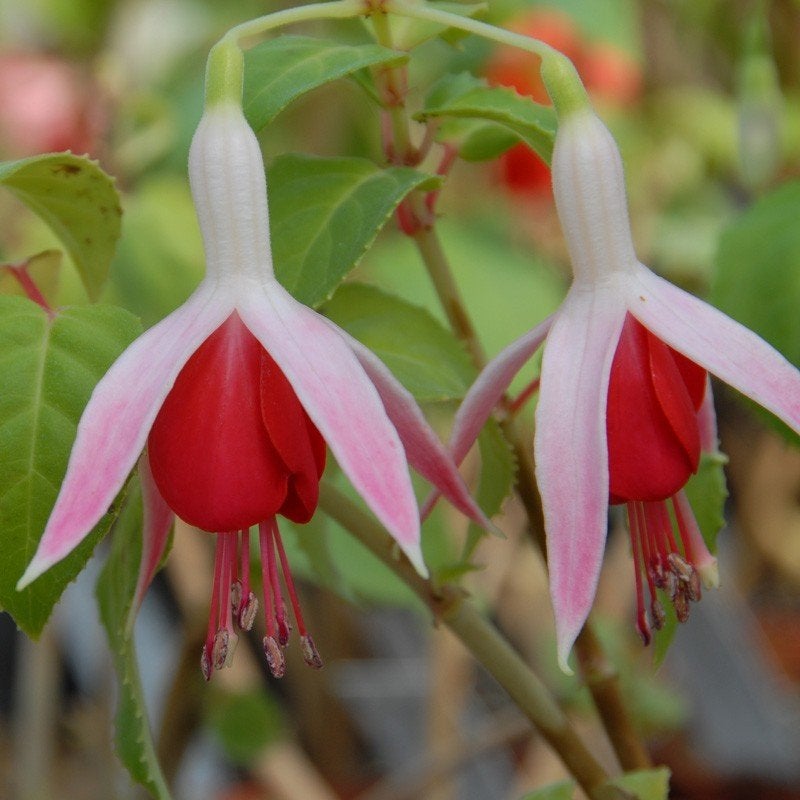 Te koop: fuchsia ‘Celia Smedley’ stekken, Tuin en Terras, Planten | Tuinplanten, Ophalen, Vaste plant, Overige soorten, Volle zon