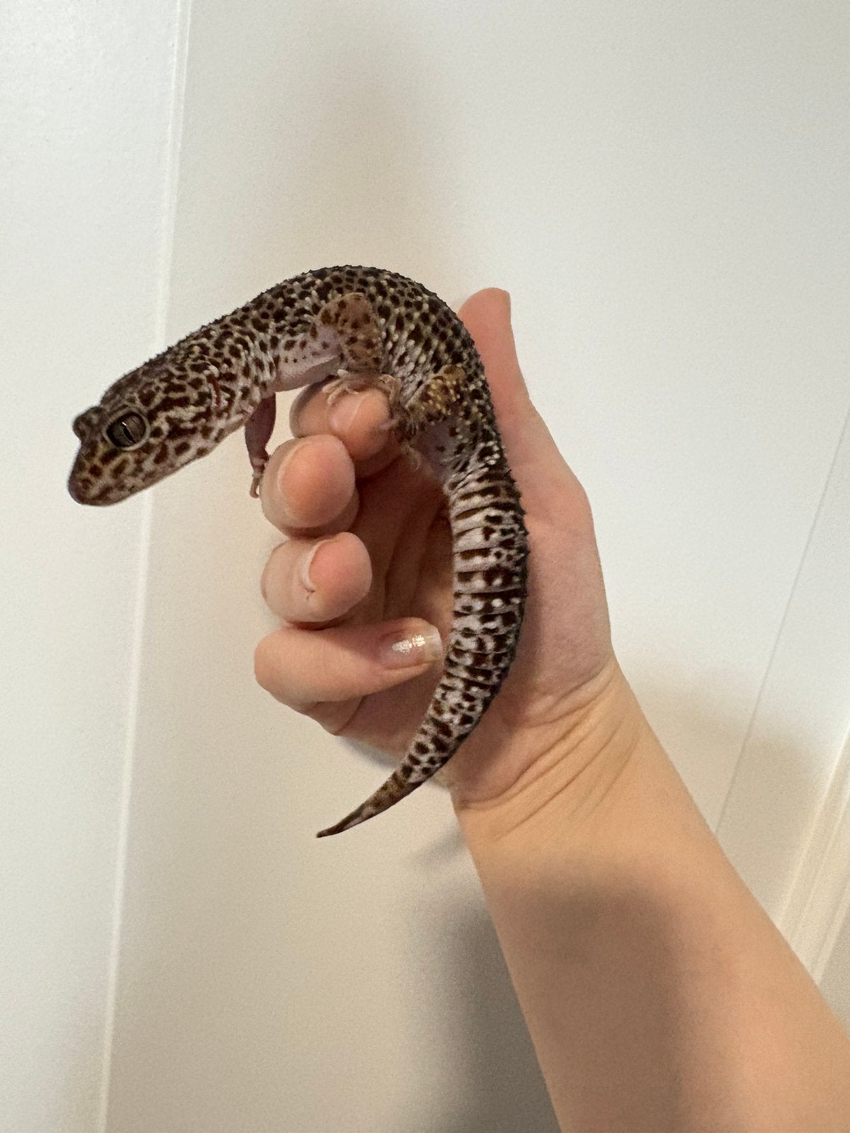 Luipaard gekko 0.1 Wildkleur !PET ONLY!, Hagedis, 0 tot 2 jaar