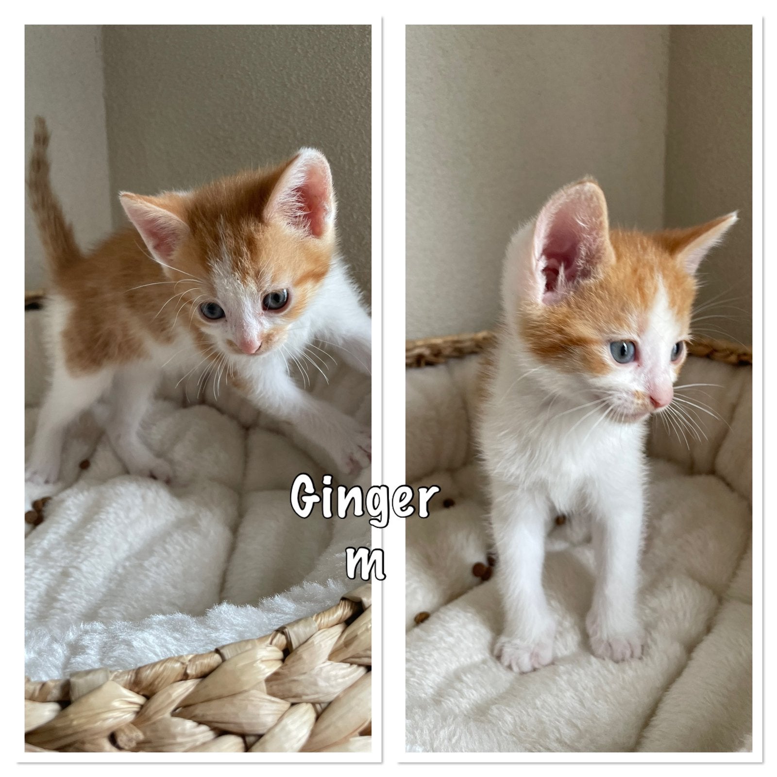 Kitten te koop(reserveren), Dieren en Toebehoren, Katten en Kittens | Overige Katten, Kortharig, Geslacht onbekend, 0 tot 2 jaar