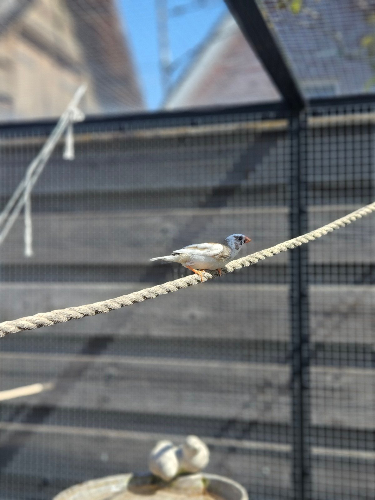 2 jonge zebravinken, Tropenvogel