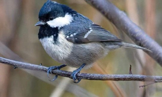 Gezocht zwarte mees en blauwborst, Wildzangvogel, Geringd