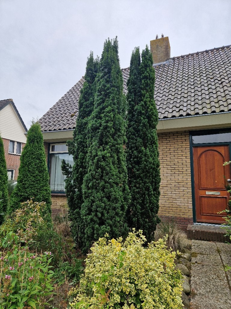 Taxus, Ophalen of Verzenden, Taxus, Struik, 100 tot 250 cm