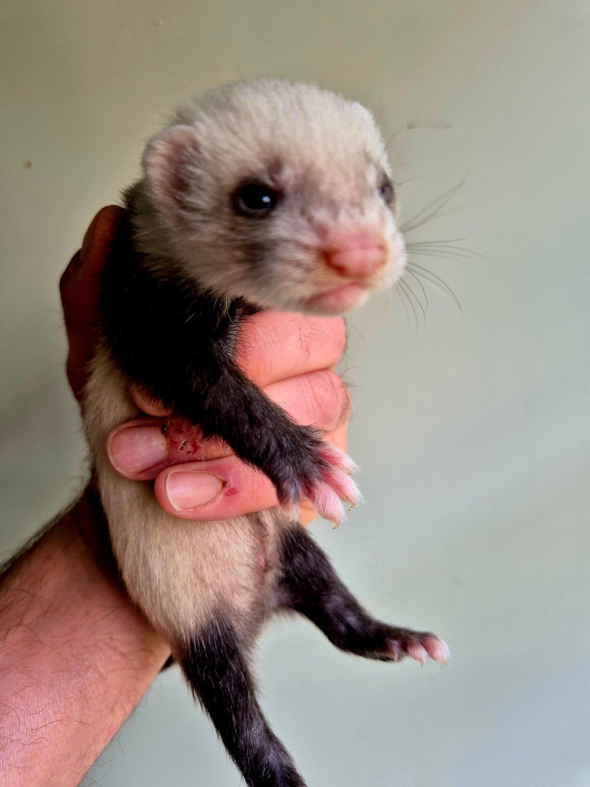 Fretten pups tekoop, Dieren en Toebehoren, Overige Dieren, Mei, Meerdere dieren