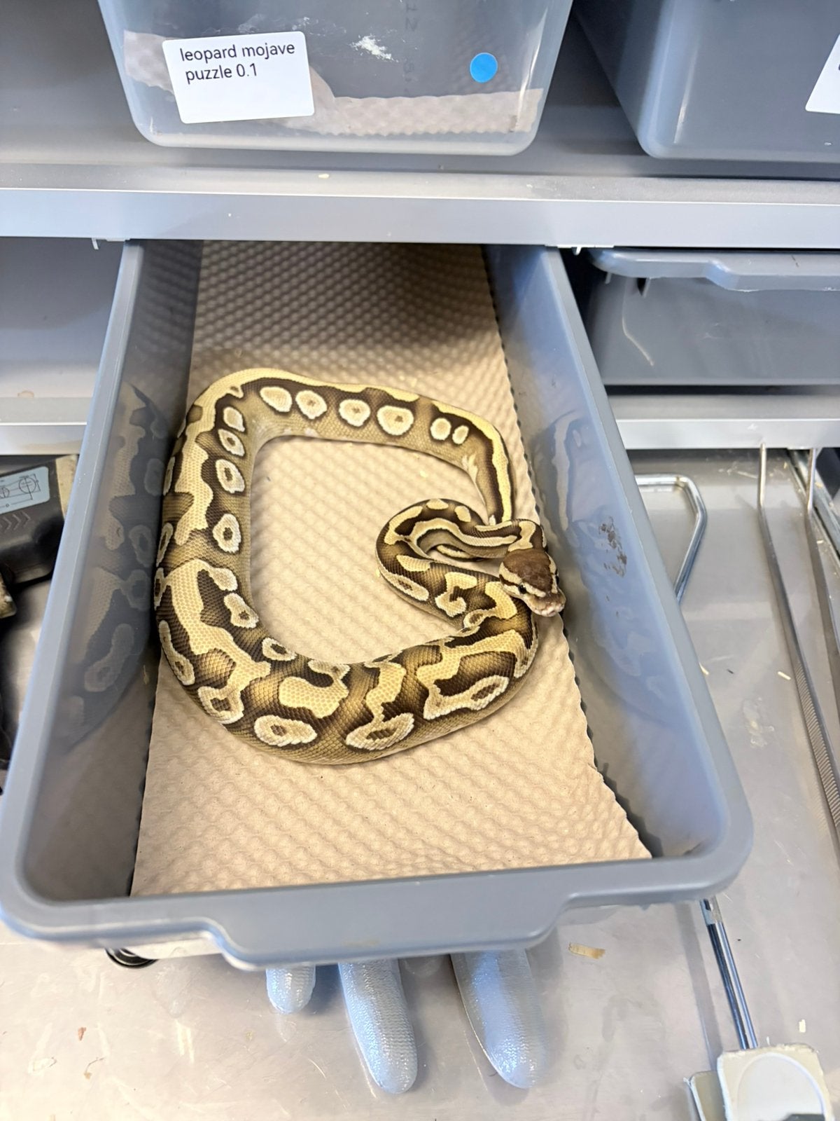 Python regius puzzle Ball Python - male for sale from Gerard