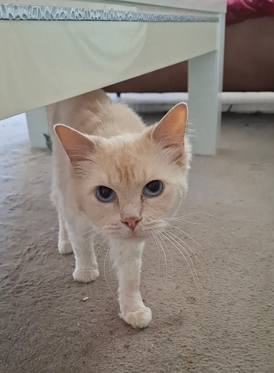 ragdoll kater, Dieren en Toebehoren, Kater, Langharig, 3 tot 5 jaar