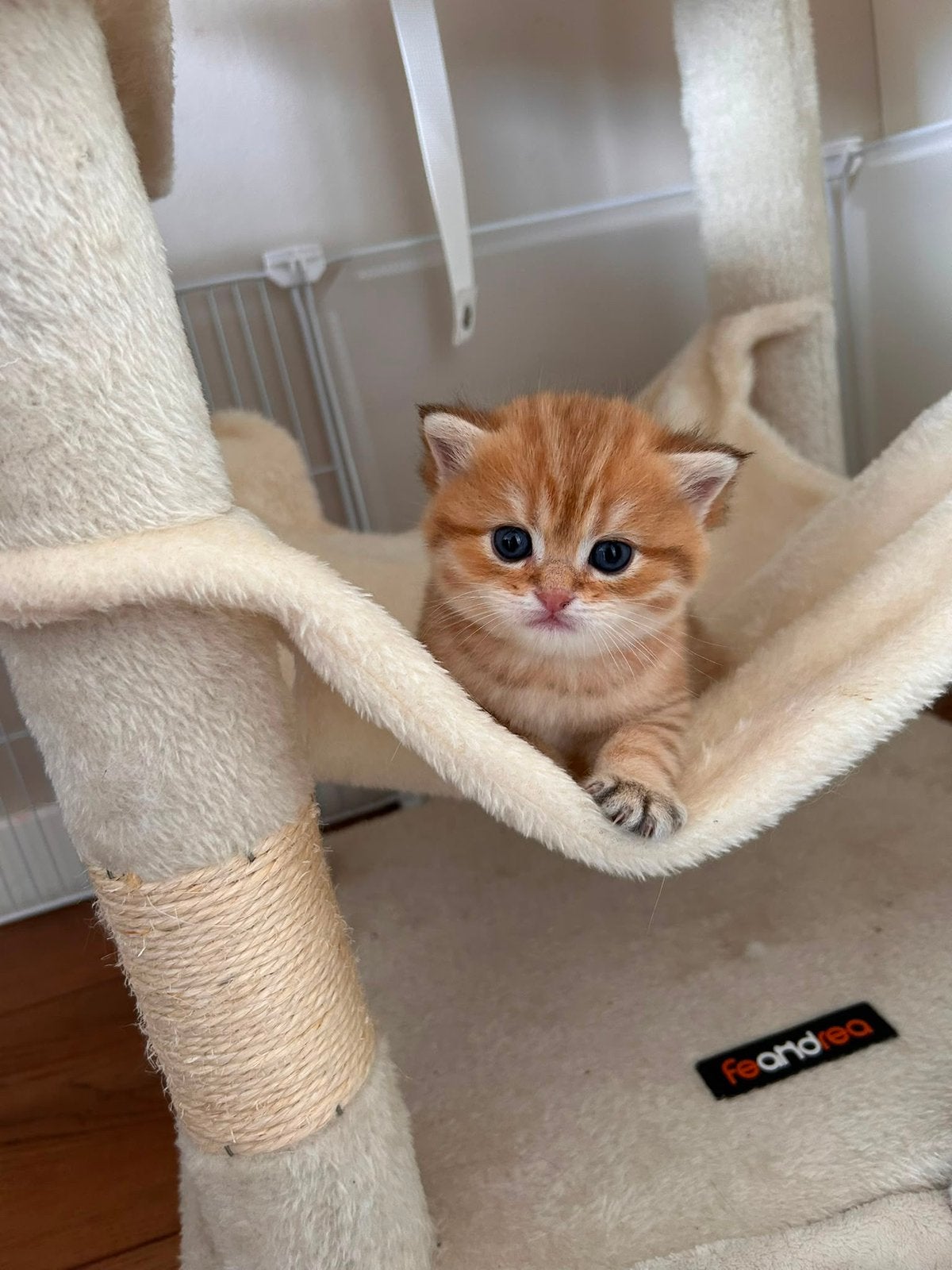 Britse Korthaar kittens (GOLDEN TABBY & WIT/SILVERSHADED, Meerdere dieren, Gechipt
