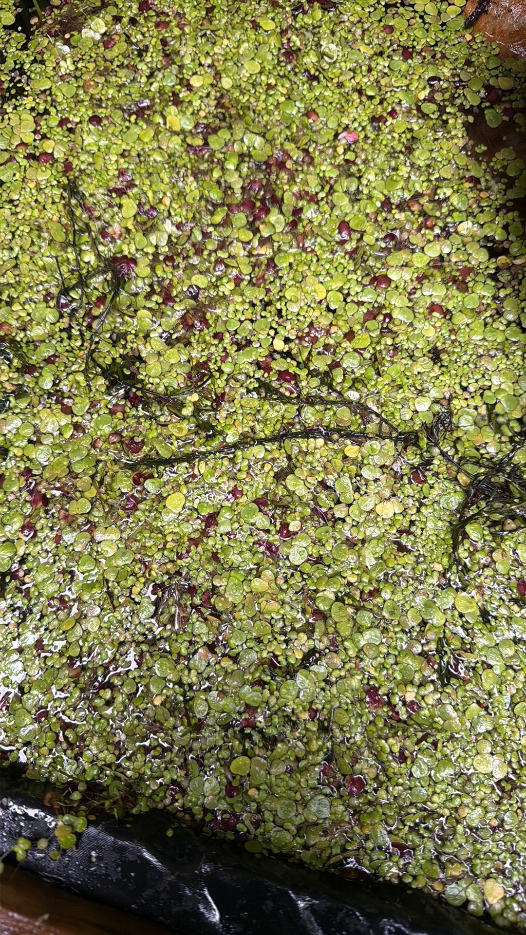 Drijfplanten, Ophalen, Zo goed als nieuw