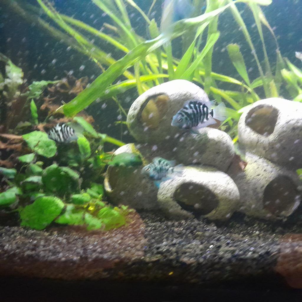 6x jonge zebra cichliden, Vis